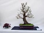 Bildergalerie der Ausstelung bei den Bonsai-Tagen 2010